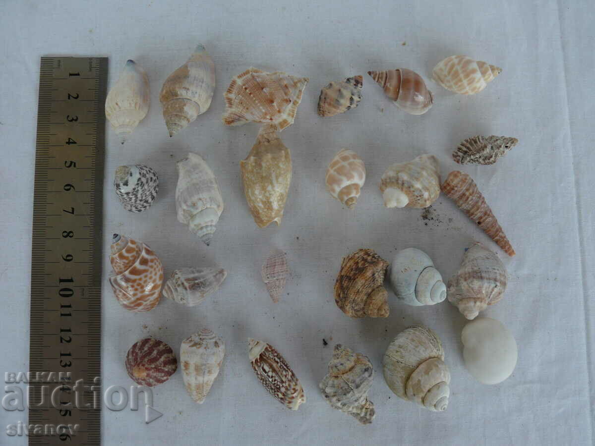 Interesting lot of shell rapani #1451 - 6 Interesting lot of shell rapani #1451 - 6