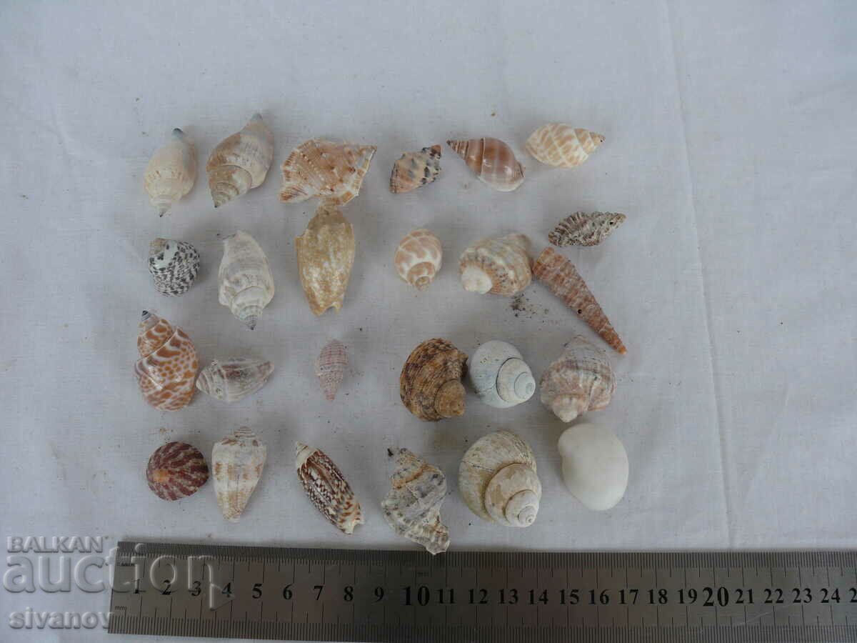 Interesting lot of shell rapani #1451 - 7 Interesting lot of shell rapani #1451 - 7