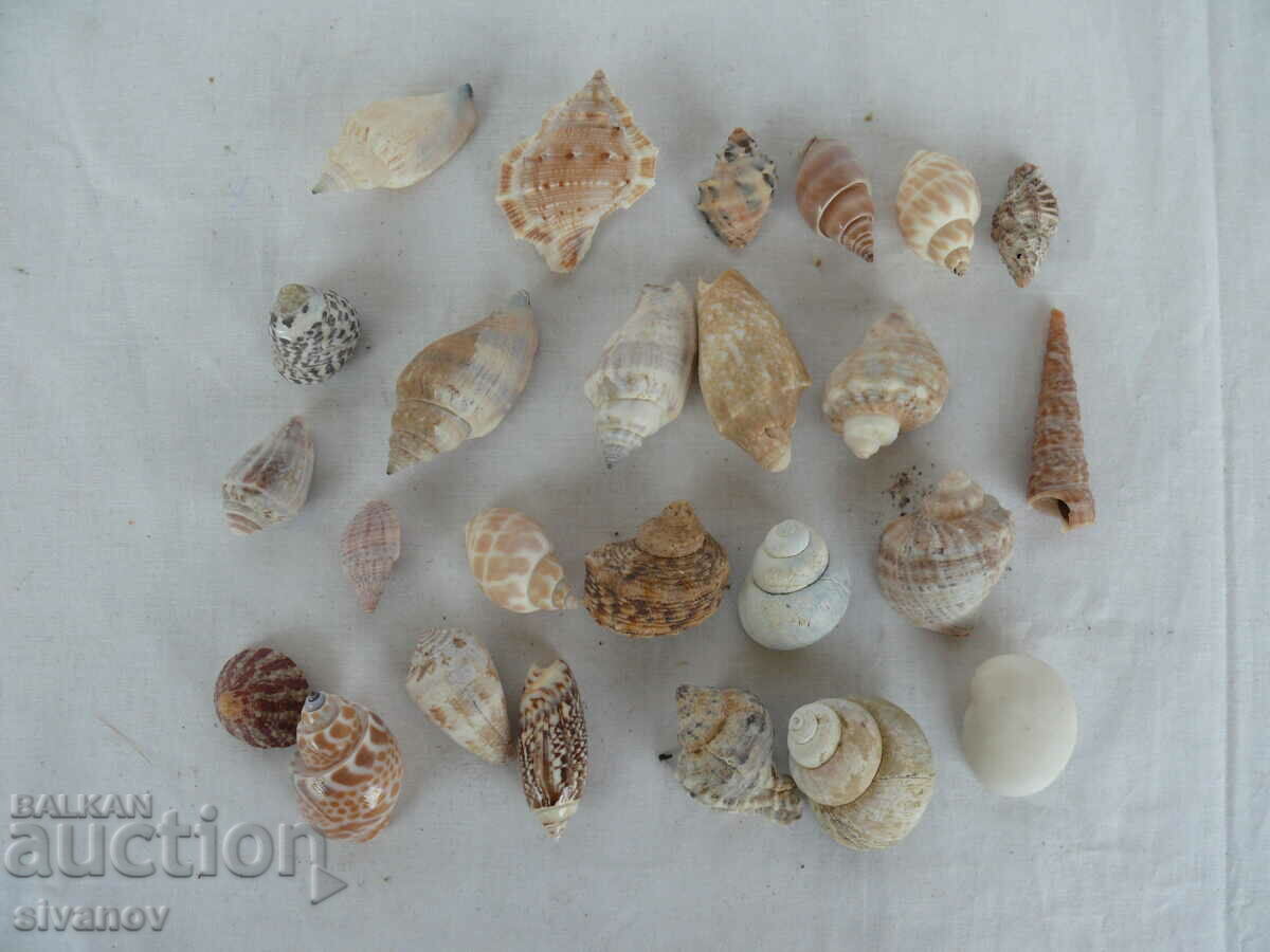 Interesting lot of shell rapani #1451