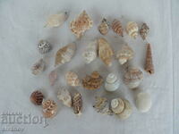 Interesting lot of shell rapani #1451