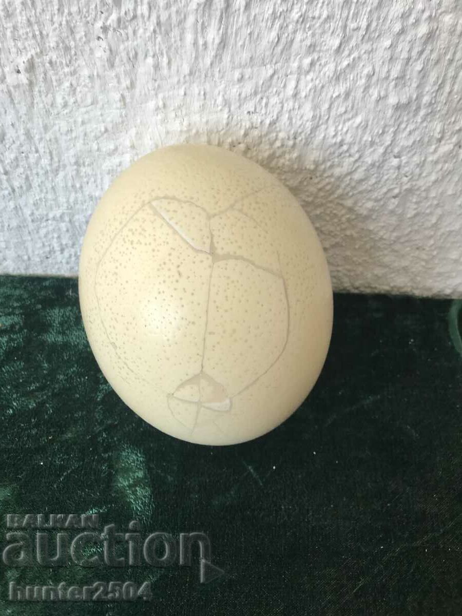 Ostrich egg-18-16 cm with price 29.95 BGN | € 15.31 Ostrich egg-18-16 cm with price 29.95 BGN | € 15.31