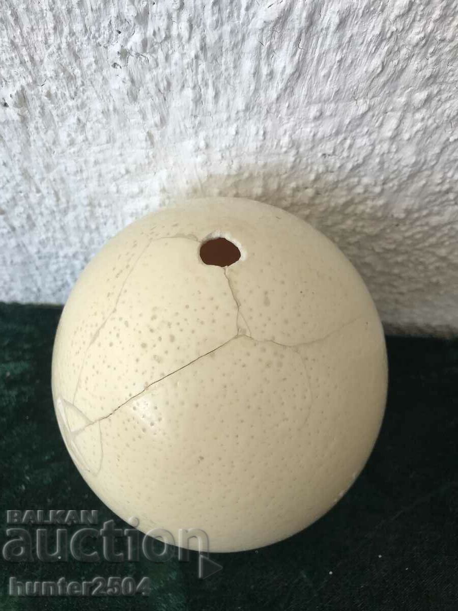 Auction Ostrich egg-18-16 cm Auction Ostrich egg-18-16 cm