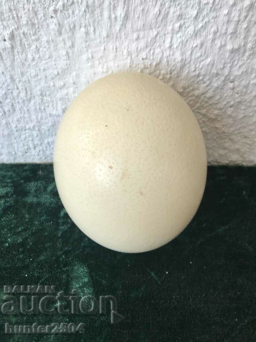 Ostrich egg-18-16 cm