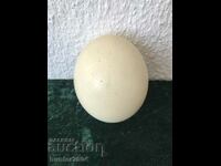 Ostrich egg-18-16 cm