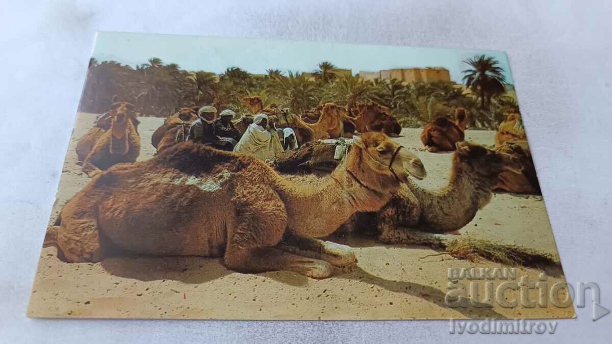 Postcard Alger Halte au Sahara