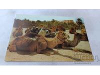 Пощенска картичка Alger Halte au Sahara