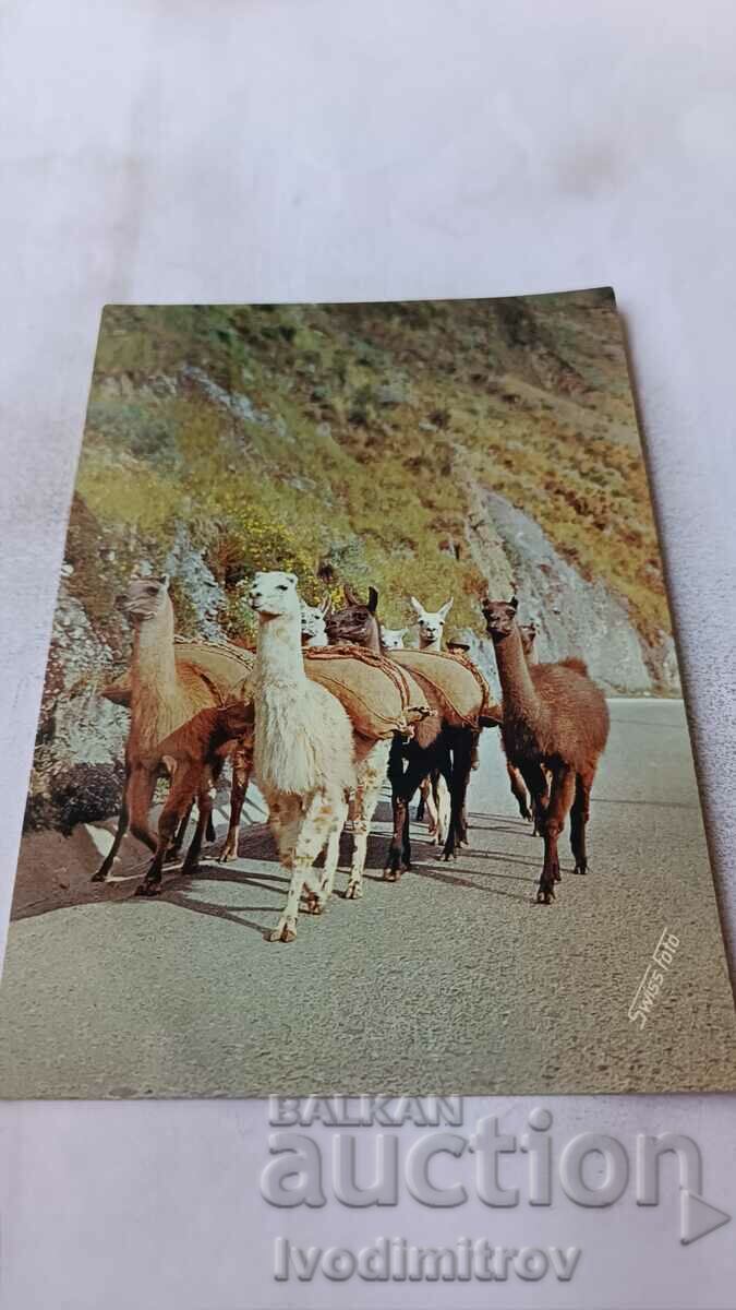 Postcard Peru Group of Lamas Loaded with Mineral