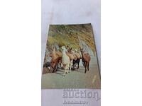 Postcard Peru Group of Lamas Loaded with Mineral