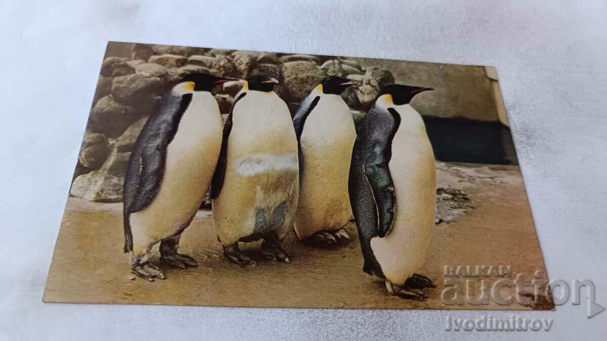 Καρτ ποστάλ του αυτοκράτορα πιγκουίνου