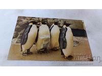Καρτ ποστάλ του αυτοκράτορα πιγκουίνου