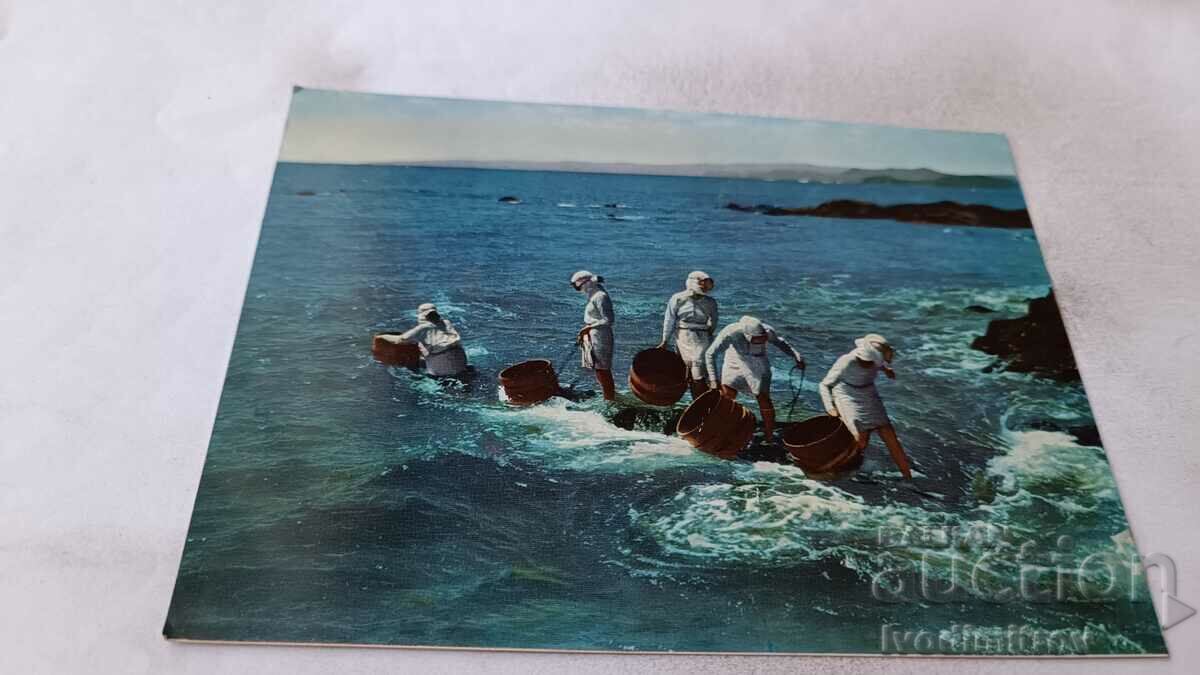 Ama Picking Pearl-Shell Postcard