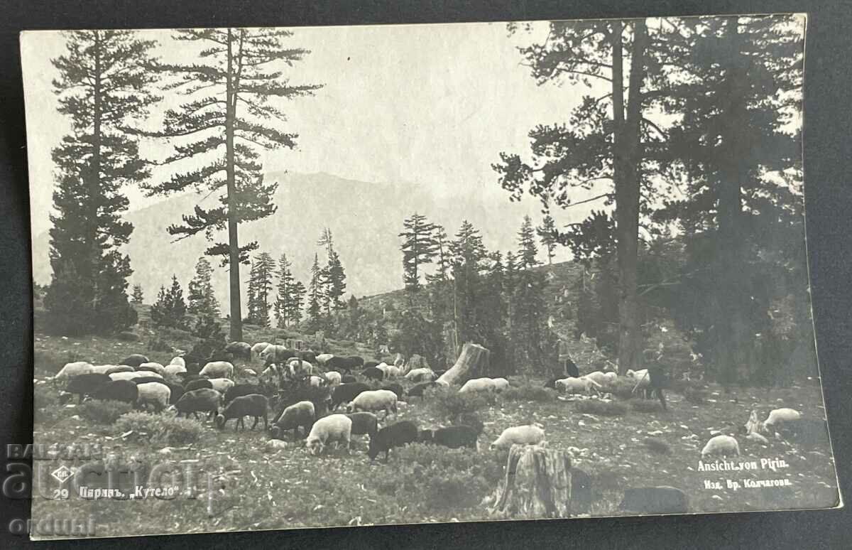 3714 Regatul Bulgariei Pirin Kutelo un cioban cu o turmă, anii 1930.
