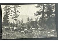 3714 Kingdom of Bulgaria Pirin Kutelo a shepherd with a flock, 1930s.