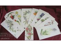 10 pcs. Color Lithographs of Flowers