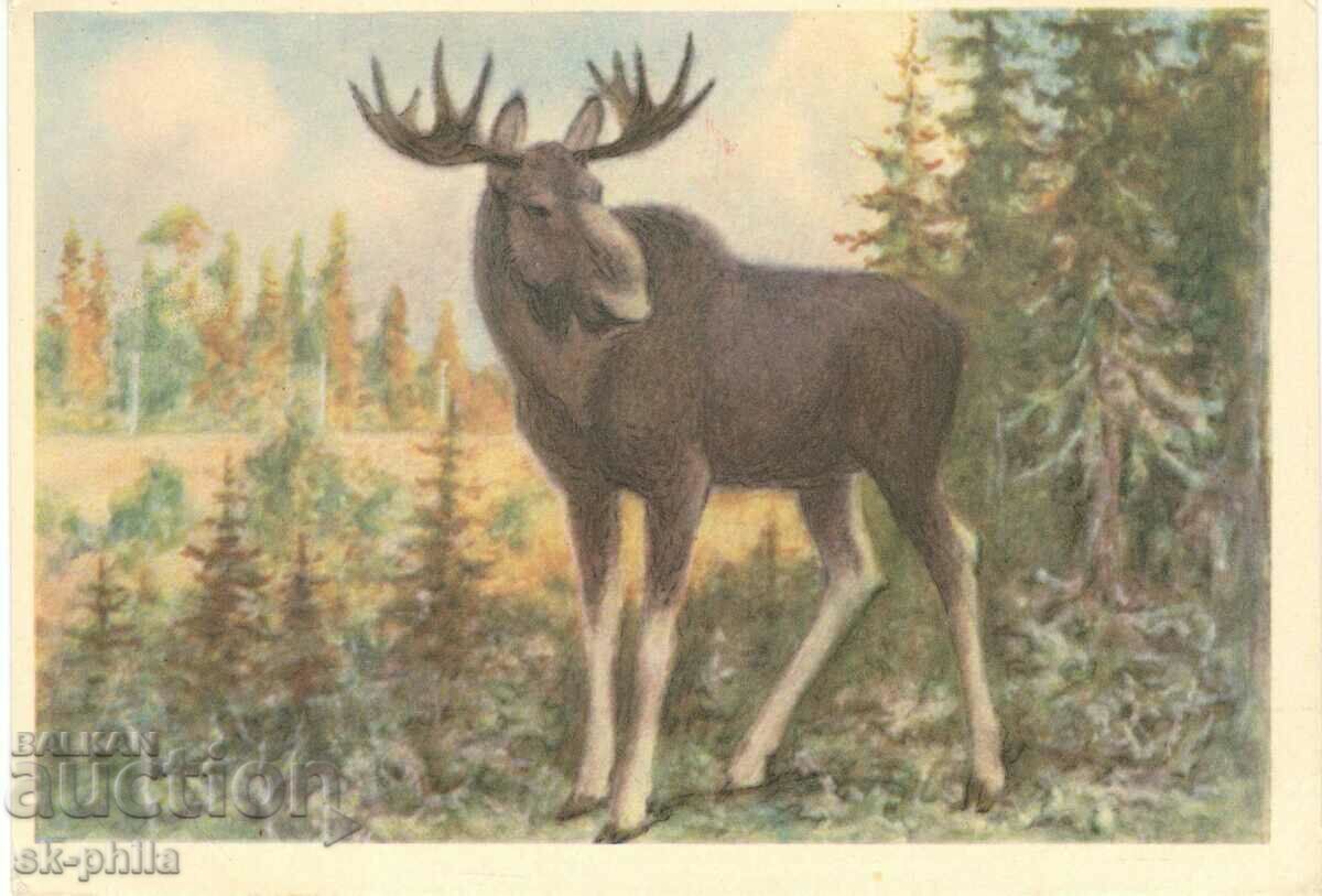 Old card - fauna - Moose