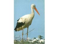 Old card - fauna - Stork