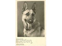 Old card - fauna - German shepherd