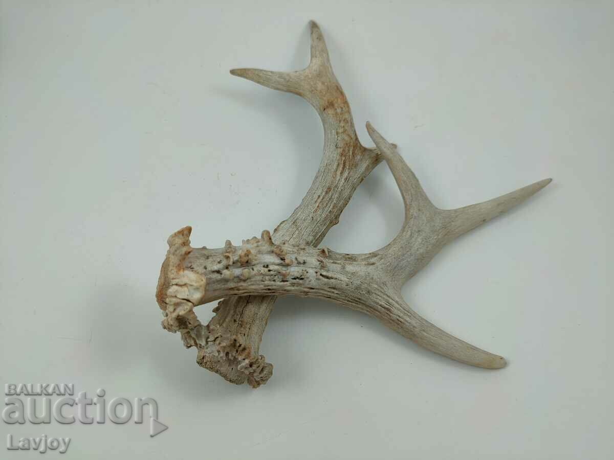 Set of doe antlers with price 25.00 BGN | € 12.78 Set of doe antlers with price 25.00 BGN | € 12.78