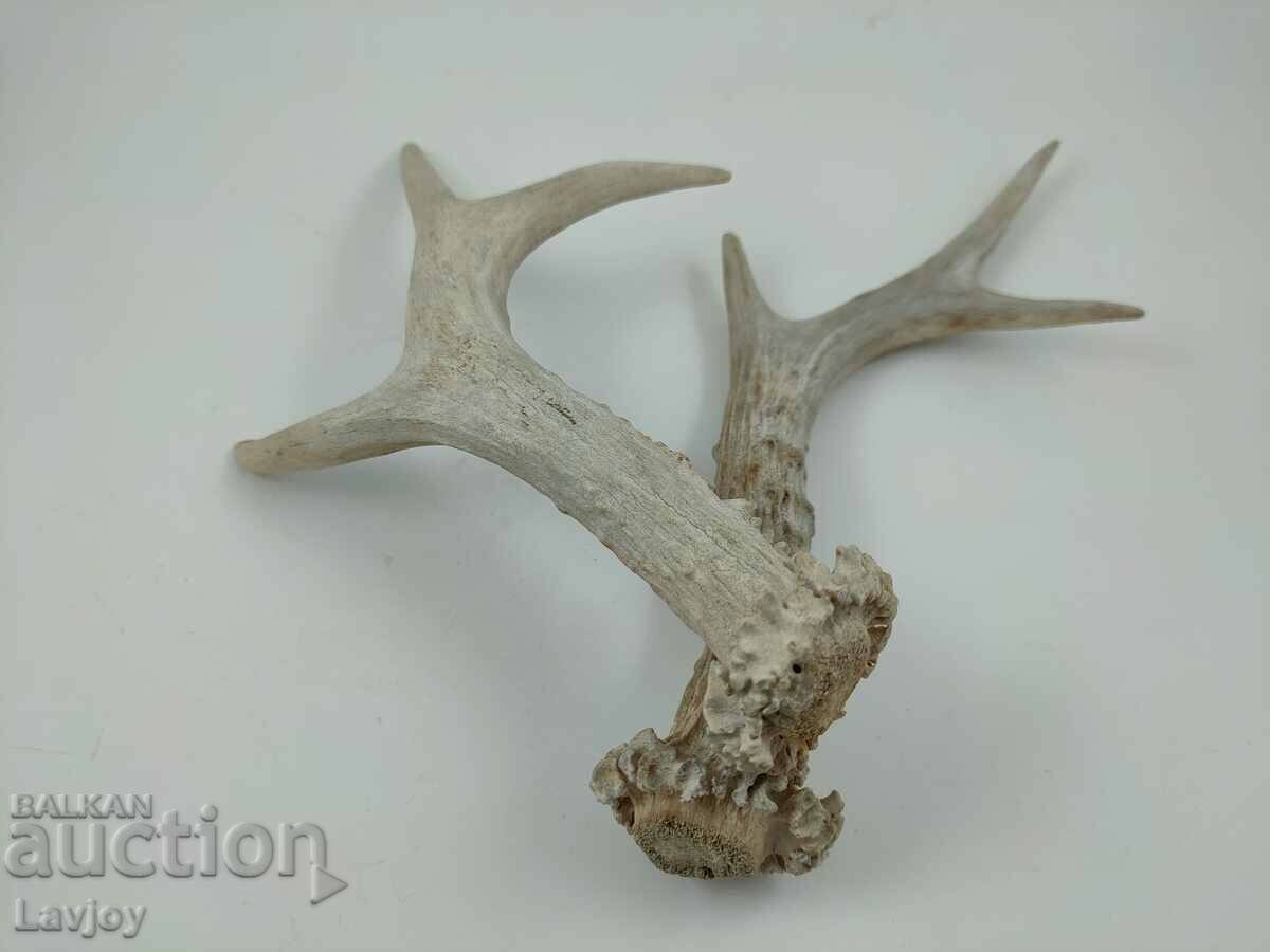 Auction Set of doe antlers Auction Set of doe antlers