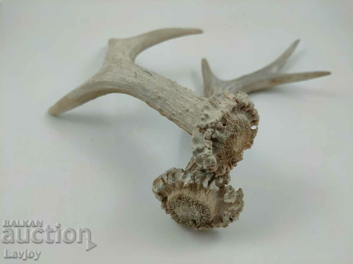 Delivery of Set of doe antlers Delivery of Set of doe antlers