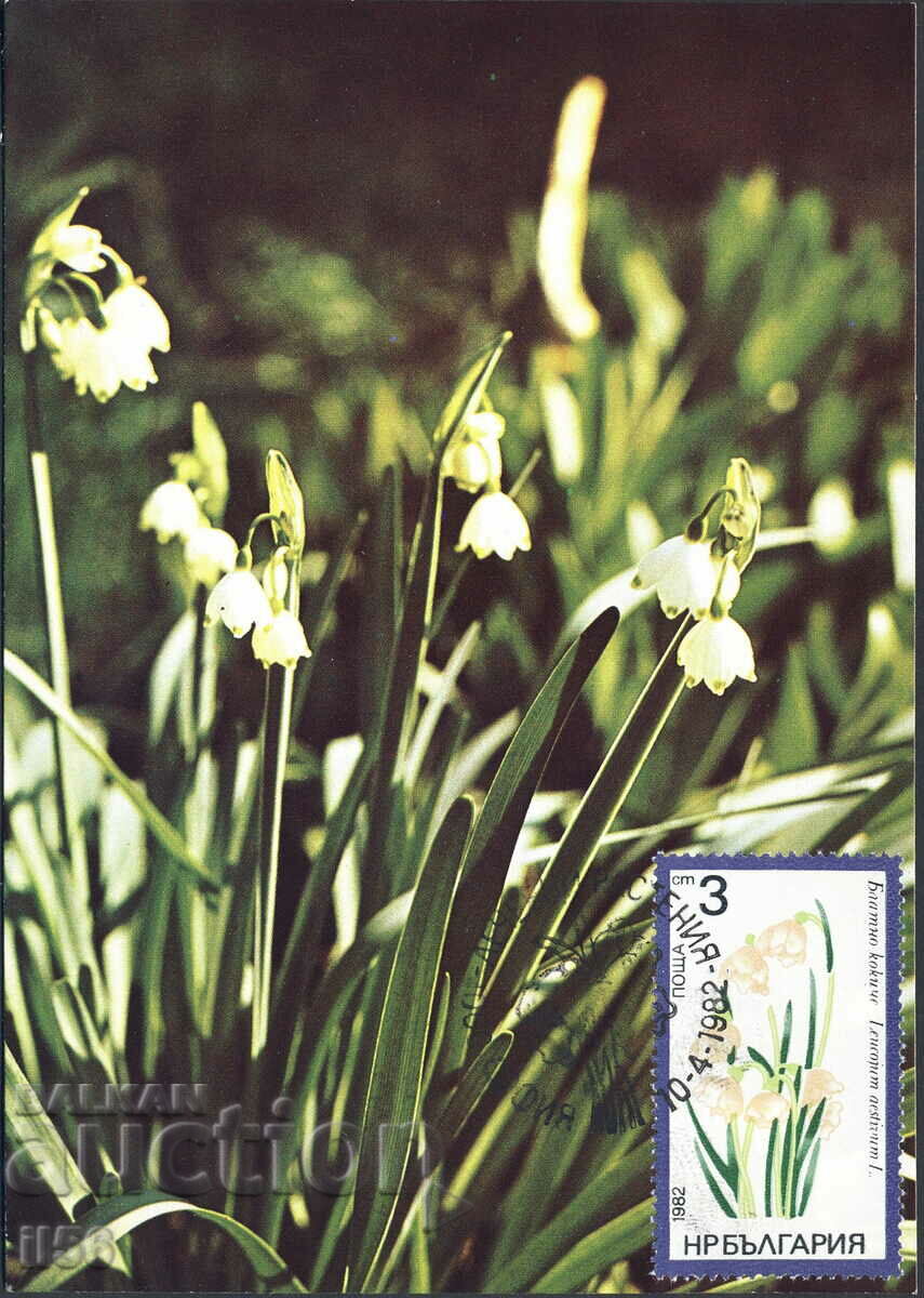 Bulgaria - harta maxim 1982 - flori - ghiocel
