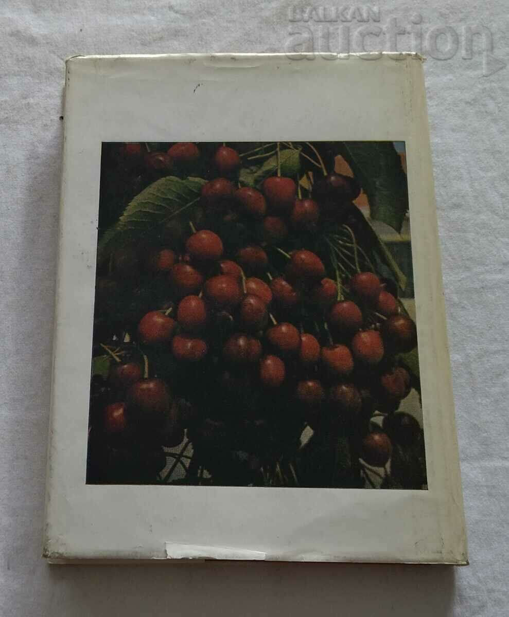 CHERRY AND CHERRY COLLECTIVE 1982 with price 12.00 BGN | € 6.14 CHERRY AND CHERRY COLLECTIVE 1982 with price 12.00 BGN | € 6.14