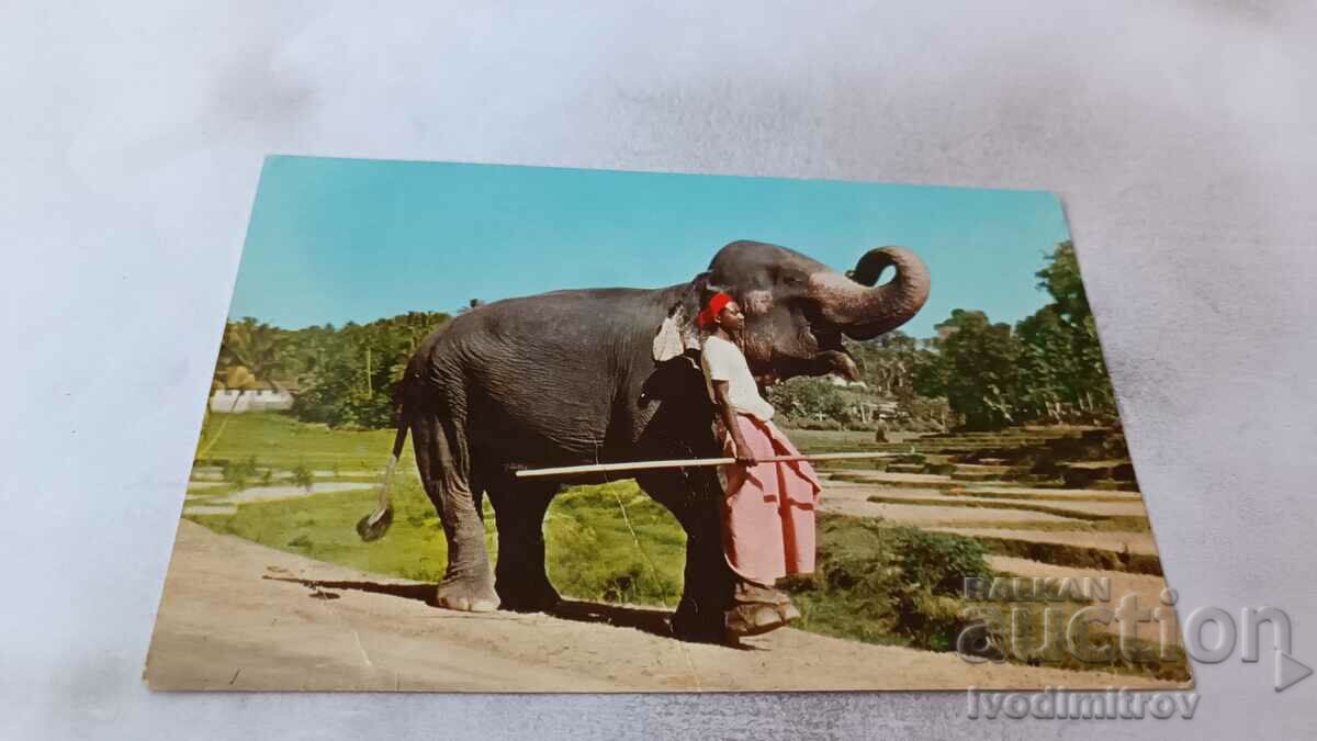 Carte poștală Ceylon Un elefant îmblânzit și păstrătorul său