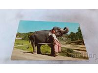 Postcard Ceylon A Tame Elephant and its Keeper