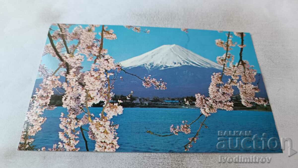 Postcard Mt. Fuji in Cherry Blossoms