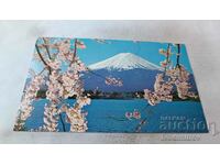 Postcard Mt. Fuji in Cherry Blossoms