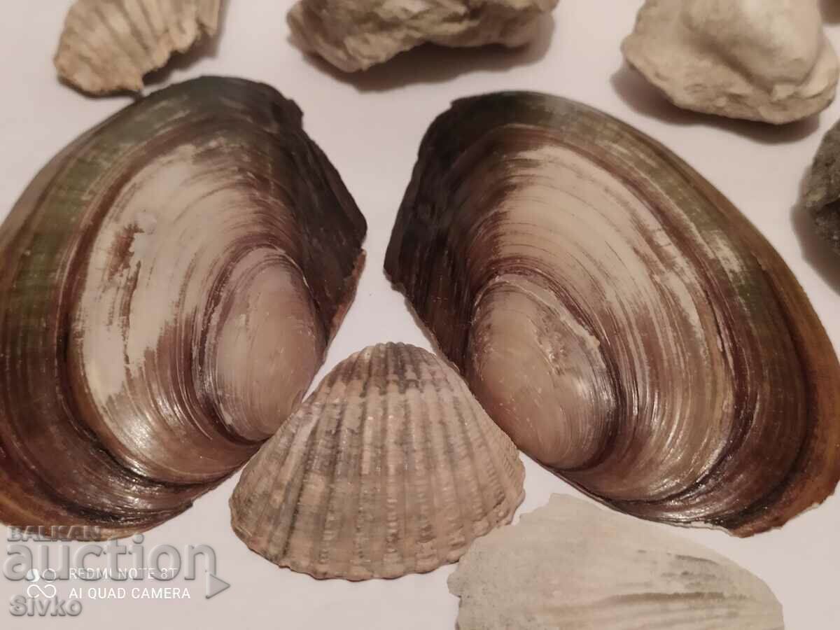 Fossils and shells with price 4.99 BGN | € 2.55