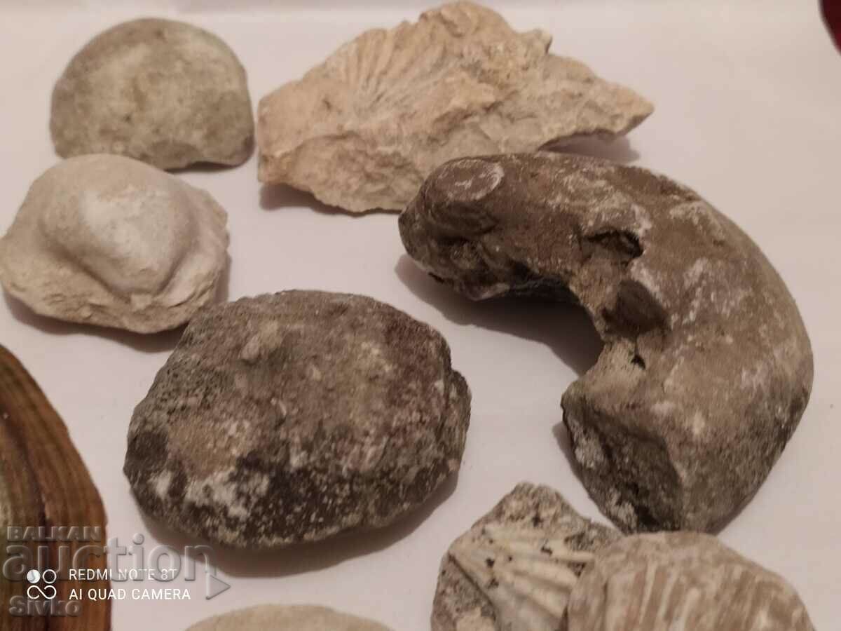 Delivery of Fossils and shells