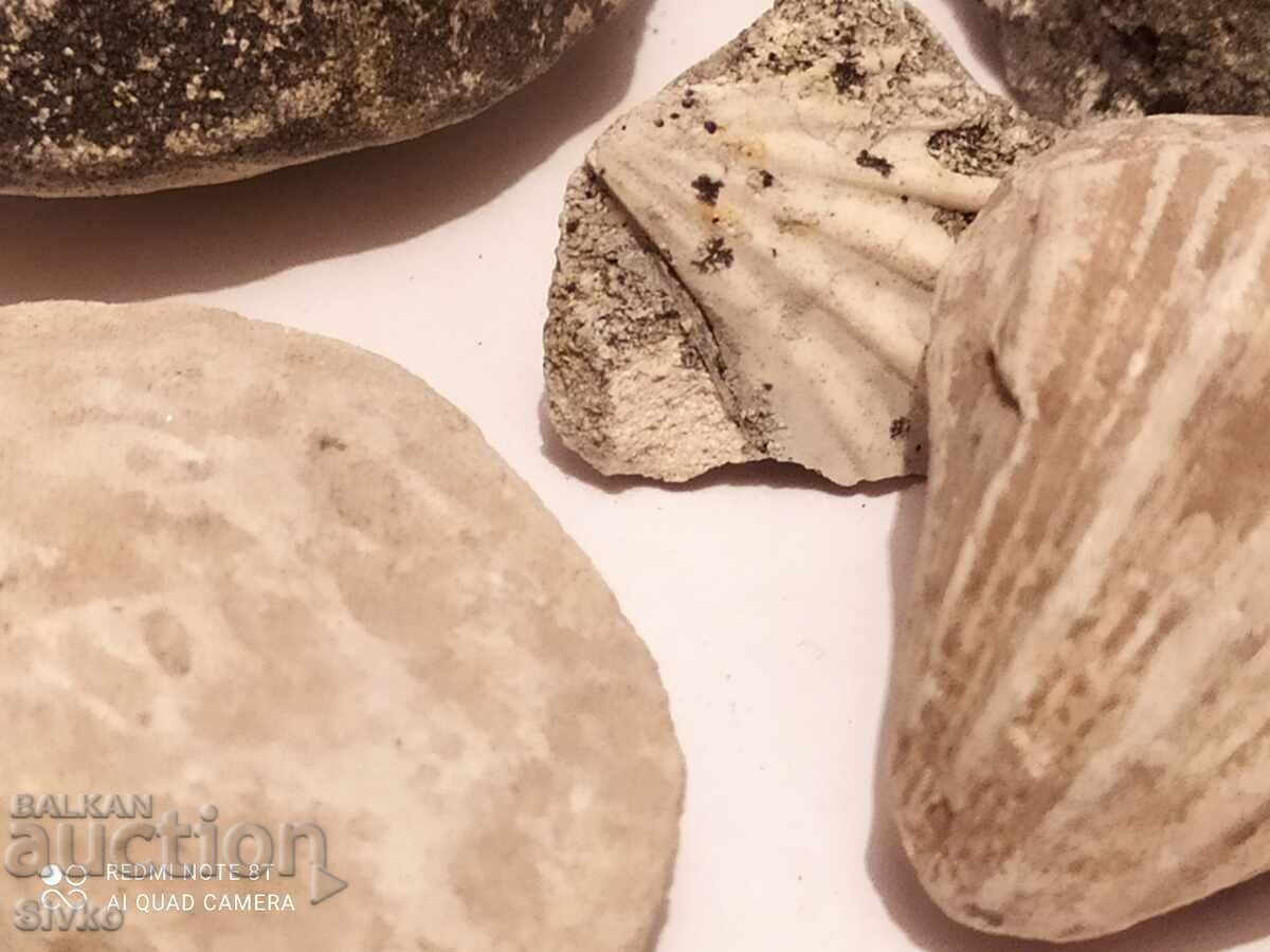 Fossils and shells - 5
