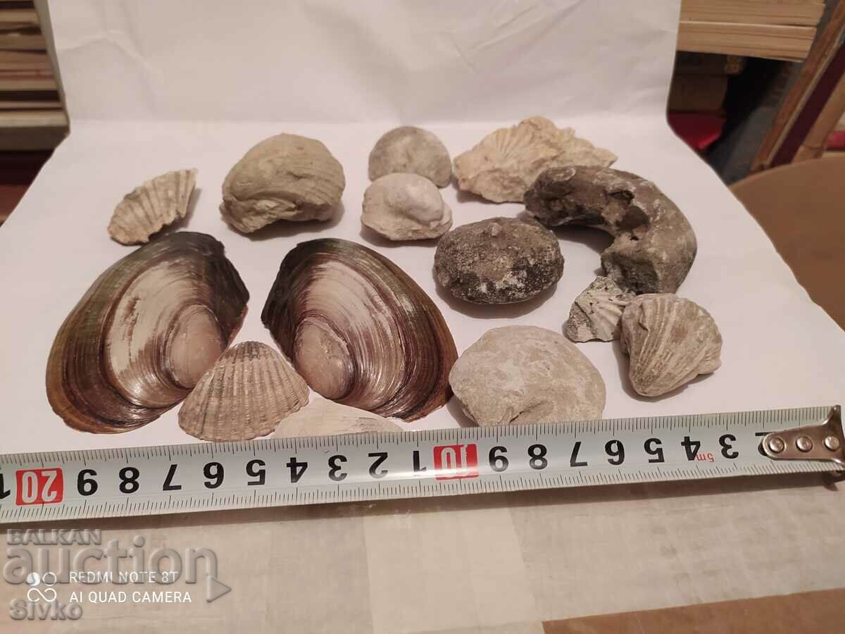 Fossils and shells - 6