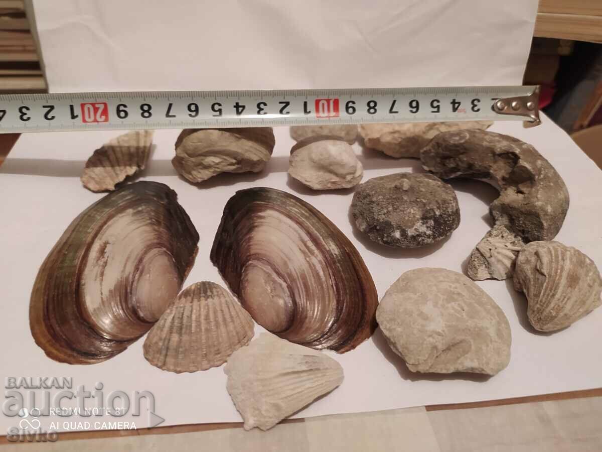 Fossils and shells - 7