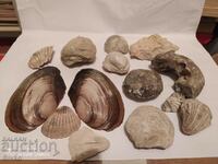 Fossils and shells
