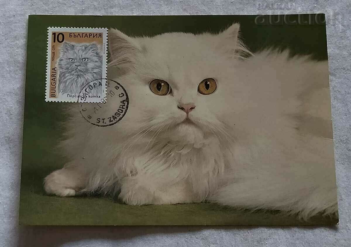 PERSIAN CAT CARD MAXIMUM