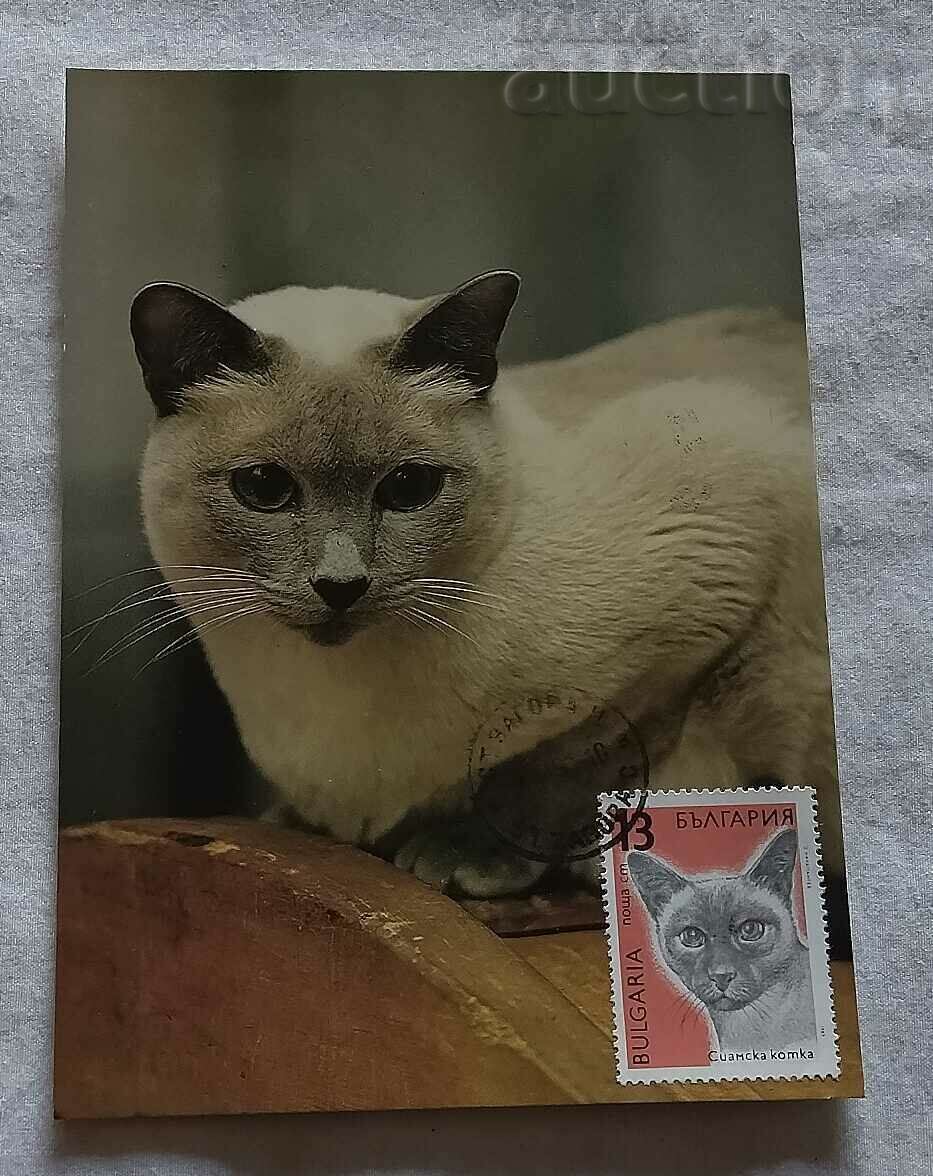SIAMESE CAT MAXIMUM CARD