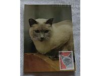 SIAMESE CAT MAXIMUM CARD