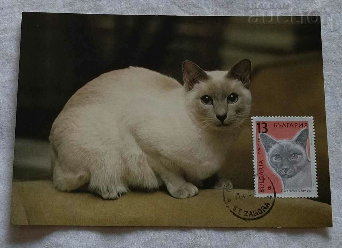 SIAMESE CAT MAXIMUM CARD