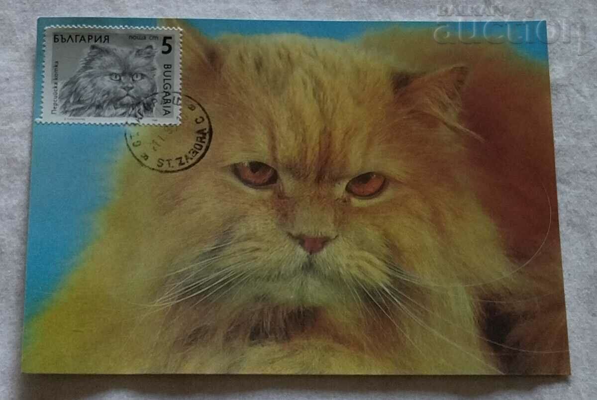 PERSIAN CAT CARD MAXIMUM