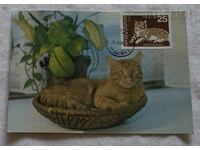 EUROPEAN CAT CARD MAXIMUM 1988