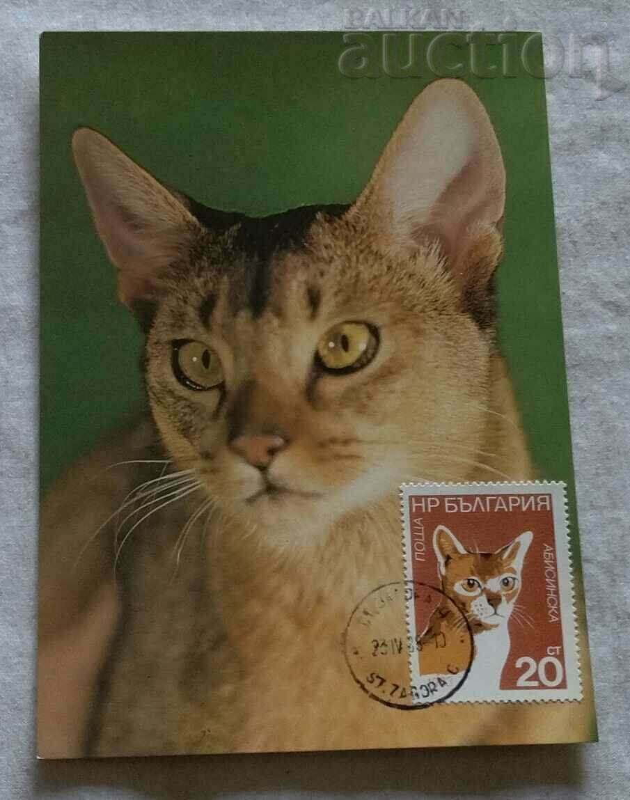 ABYSSINIAN CAT MAXIMUM CARD 1988
