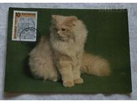 PERSIAN CAT CARD MAXIMUM 1990//
