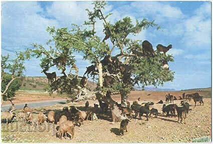 Maroc - etnografie - capre - 2001