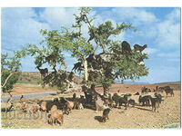 Morocco - ethnography - goats - 2001
