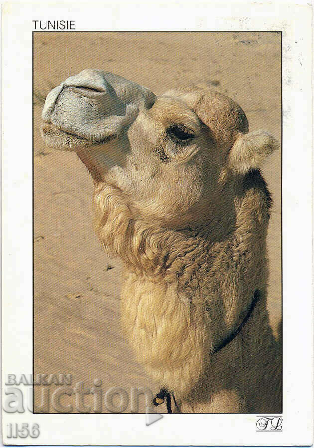 Tunisia - animals - camel - 1995