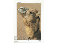 Tunisia - animale - cămilă - 1995
