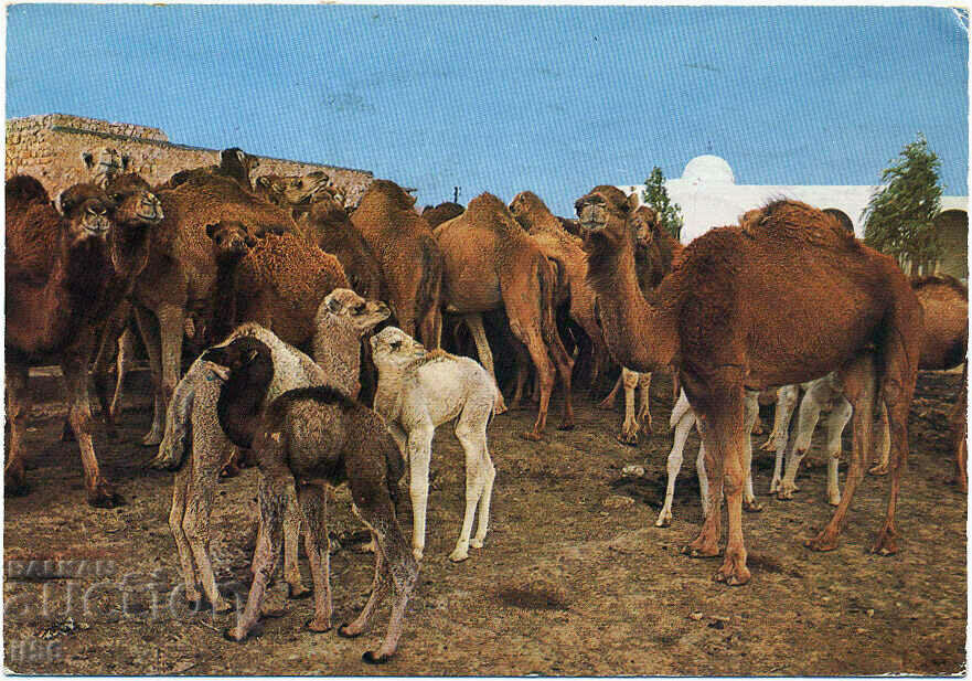 Тунис - животни - стадо камили - ок. 1980