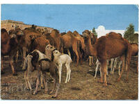 Tunisia - animale - turmă de cămile - ca. 1980